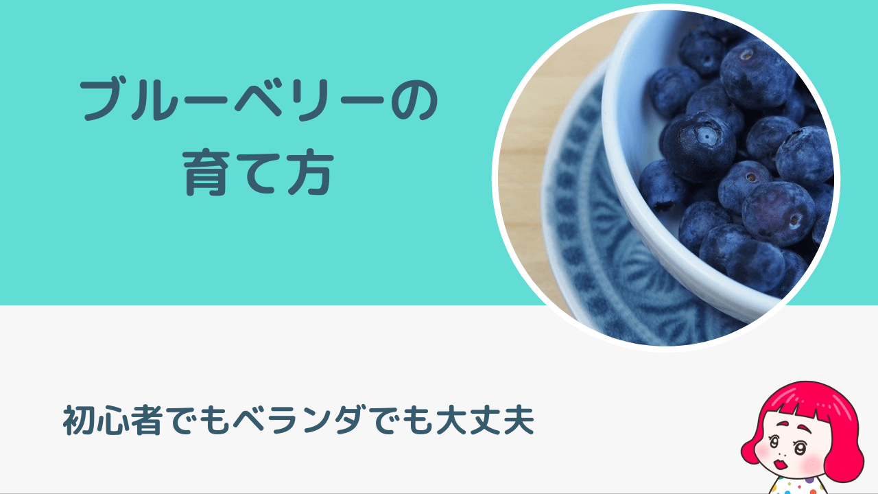 ベランダでもできる ブルーベリーの育て方 知育 食育におすすめ ちゃーちゃのおうち