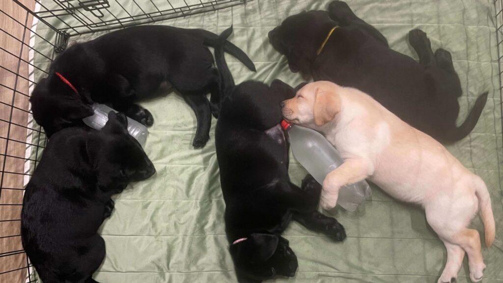 ラブラドールの子犬たちがサークルの中で寝ている様子