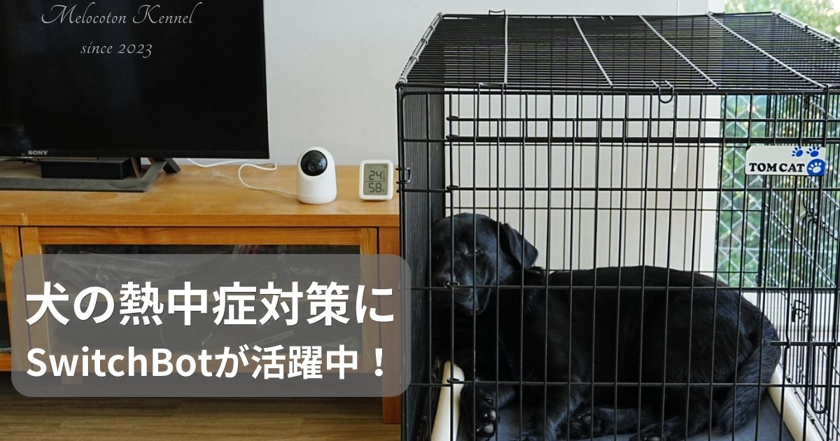 ラブラドールとSwitchBot温湿度計・カメラによる熱中症対策の様子