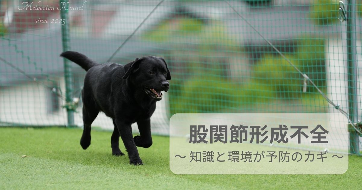 芝生のドッグランを元気に走る黒ラブラドール。股関節形成不全の予防に適した安全な環境を象徴する写真