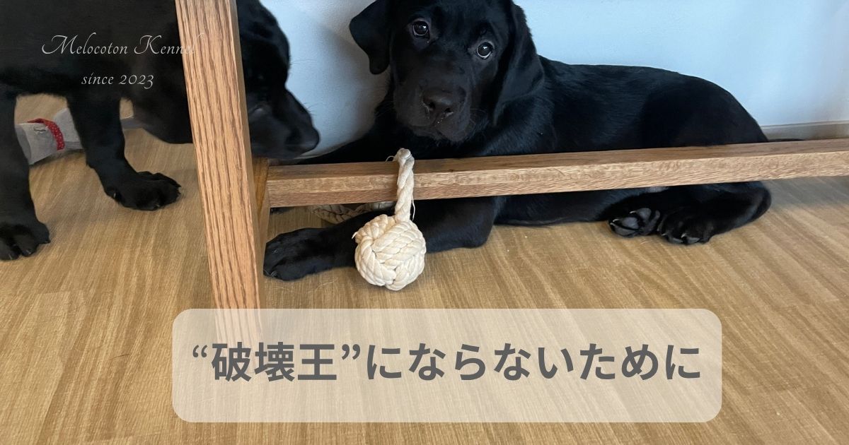 黒ラブラドールの子犬が木製の家具の下でおもちゃを前足に挟んでくつろいでいる様子